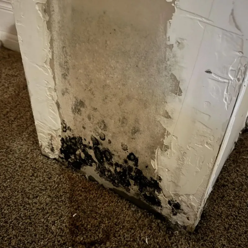 Professional Mold Removal in Hardeeville, SC